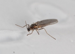 Micromyinae