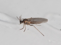Micromyinae