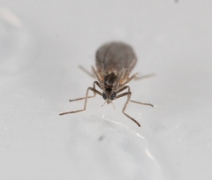 Micromyinae