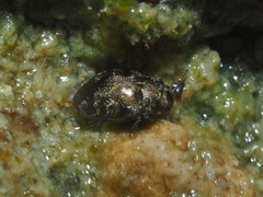 Pelochares versicolor