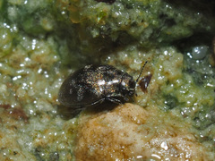 Pelochares versicolor