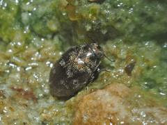 Pelochares versicolor