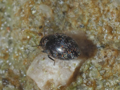 Pelochares versicolor