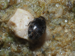 Pelochares versicolor