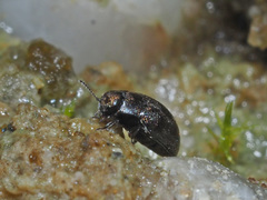 Pelochares versicolor