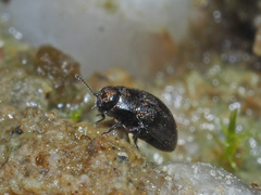 Pelochares versicolor