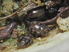 Pelochares versicolor