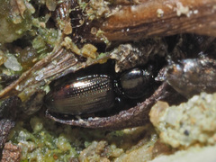 Dyschirius