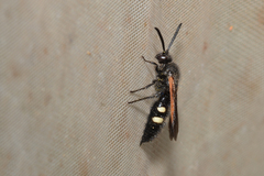 Scolia sexmaculata