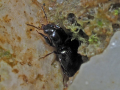Dyschirius