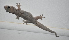 Gehyra versicolor
