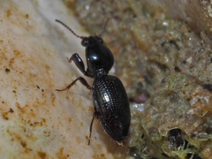 Dyschirius