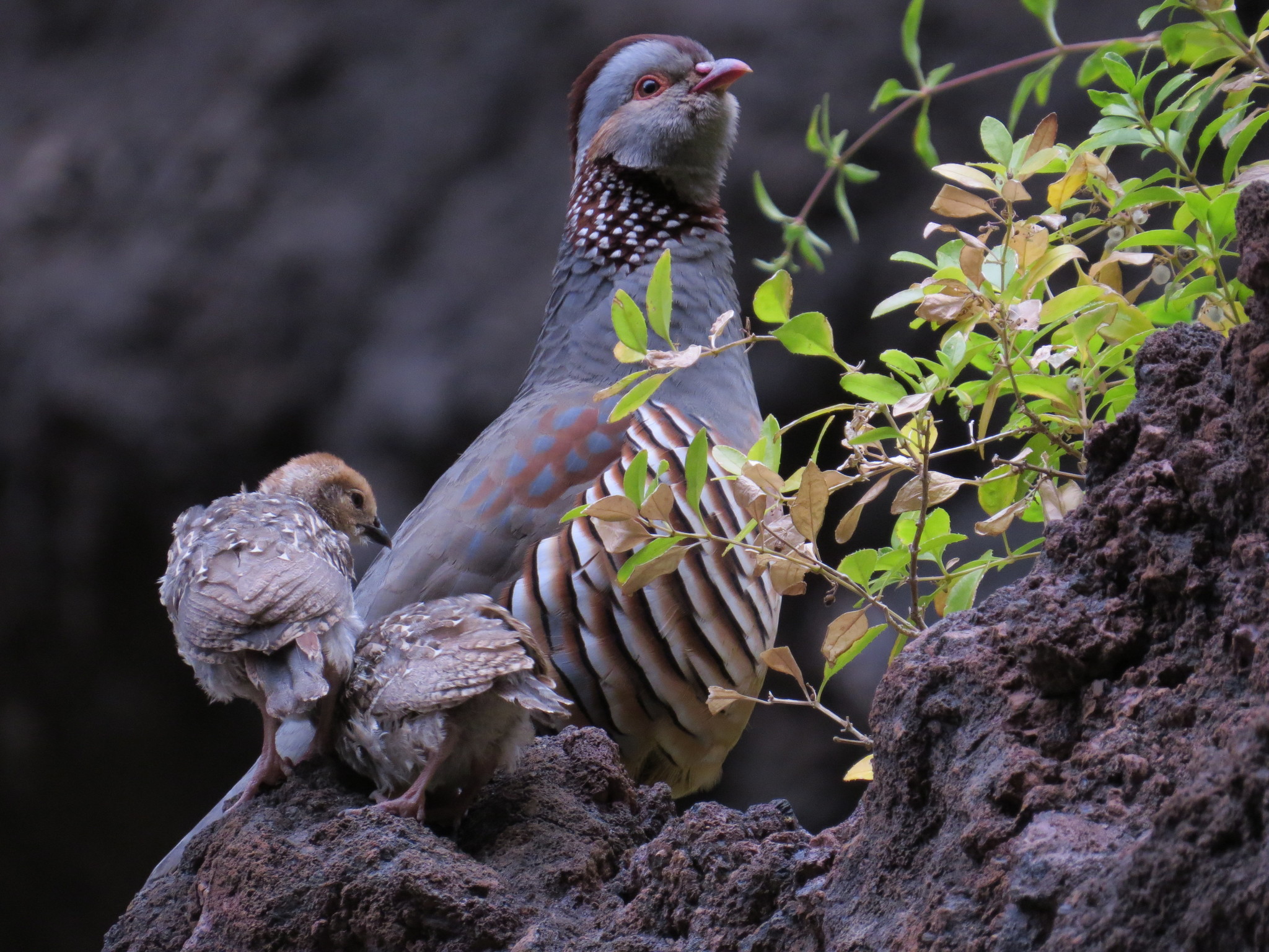 Barbary Partridge illustration