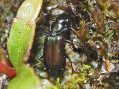 Microlestes minutulus
