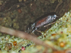 Microlestes minutulus