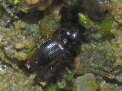 Dyschirius