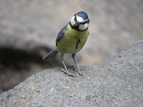 Herrerillo canario (Cyanistes teneriffae)