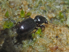 Dyschirius