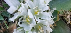 Ornithogalum lanceolatum