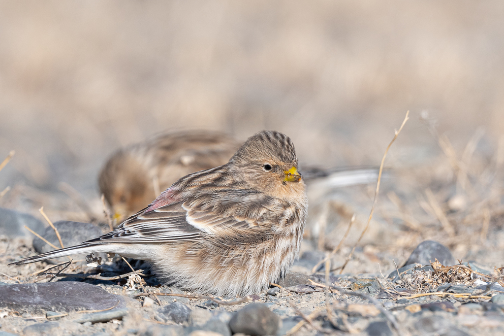 Twite photo