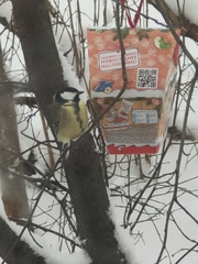 Parus major