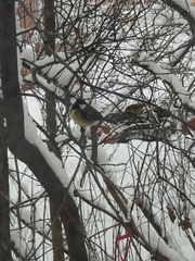 Parus major