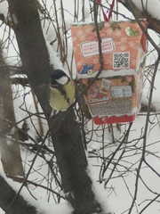 Parus major
