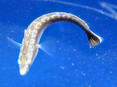 Aspidontus taeniatus