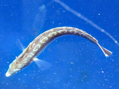 Aspidontus taeniatus