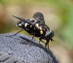 Triclista guttata