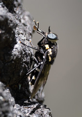 Triclista guttata