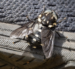 Triclista guttata