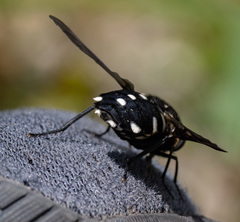 Triclista guttata