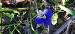 Veronica syriaca