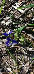 Veronica syriaca