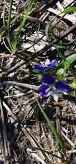 Veronica syriaca