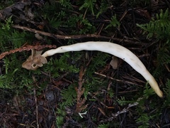 Helvella compressa