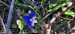 Veronica syriaca