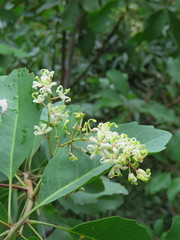 Lomatia arborescens