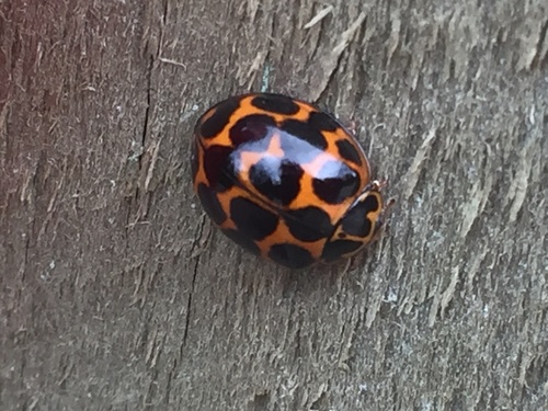 Large Spotted Ladybird photo 3