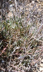 Muraltia muraltioides