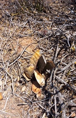 Gasteria disticha disticha