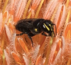 Hylaeus alcyoneus
