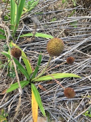Eryngium sanguisorba
