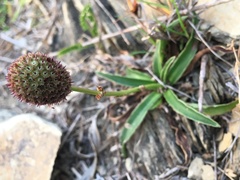 Eryngium sanguisorba