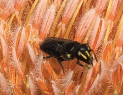 Hylaeus alcyoneus