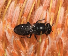 Hylaeus alcyoneus