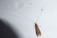 Triplectides obsoletus