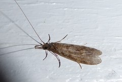 Triplectides obsoletus