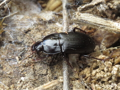 Orthomus barbarus